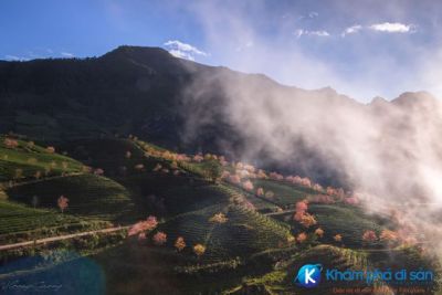 [Sapa] Ngắm nhìn sắc xuân đến sớm giữa đồi chè Ô Long