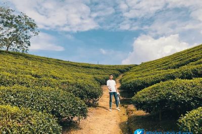 Top 7 đồi chè được check-in nhiều nhất tại Việt Nam