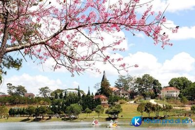 Mai anh đào nở rộ khắp phố phường Đà Lạt
