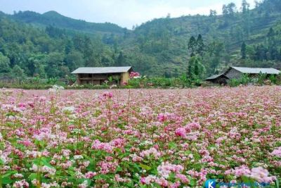 [Mộc Châu] Top 10 điểm đến không nên bỏ qua khi đến Mộc Châu
