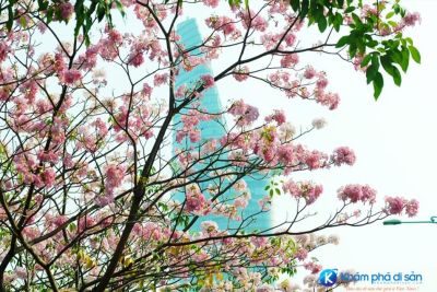 “Đà Lạt thu nhỏ” giữa lòng Sài Gòn những ngày tháng 4