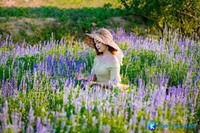 Nông trại hoa hút khách tham quan ở Huế