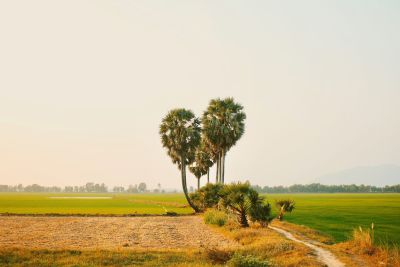 Ghé An Giang mùa lúa chín