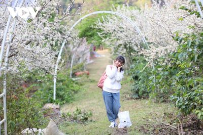 Sơn La: Xuân về, mận nở bung trắng sườn đồi