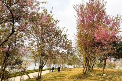 Lào Cai:“Thập lý đào hoa” trên “cao nguyên trắng” Bắc Hà