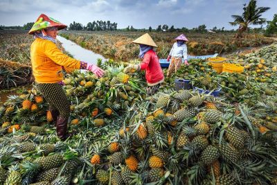 10 món ngon đặc sản Hậu Giang làm quà