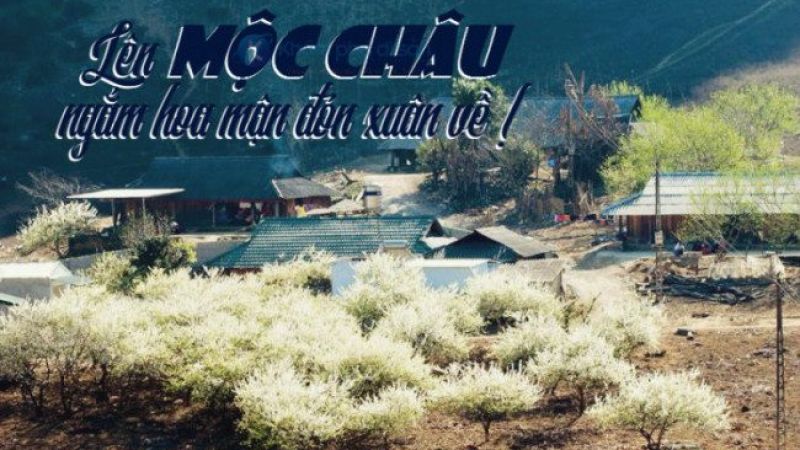 Lên Mộc Châu ngắm hoa mận đón xuân về
