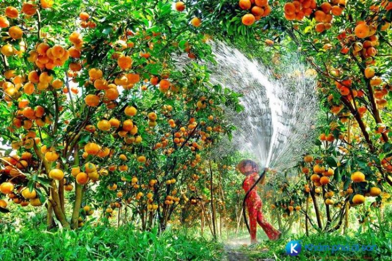 Du Lịch Đồng Tháp