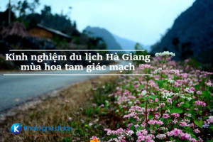 Kinh nghiệm du lịch Hà Giang – mùa hoa tam giác mạch