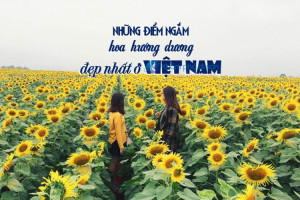 Những điểm ngắm hoa hướng dương đẹp nhất ở Việt Nam