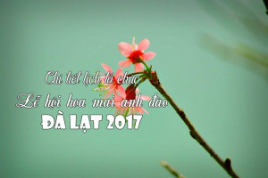 Chi tiết lịch tổ chức Lễ hội hoa mai anh đào Đà Lạt 2017