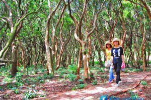 [Quảng Ninh] khám phá rừng trâm trên đảo Minh Châu