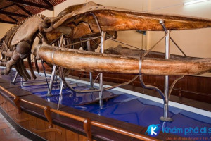 [Bình Thuận] đến Phan Thiết khám phá bảo tàng xương cá voi lớn nhất Đông Nam Á