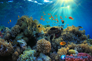 [Indonesia] 5 địa điểm lặn biển đẹp miễn chê tại xứ “vạn đảo” Indonesia