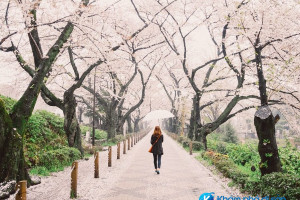 Lạc lối giữa những cánh hoa mùa xuân ở Nhật Bản
