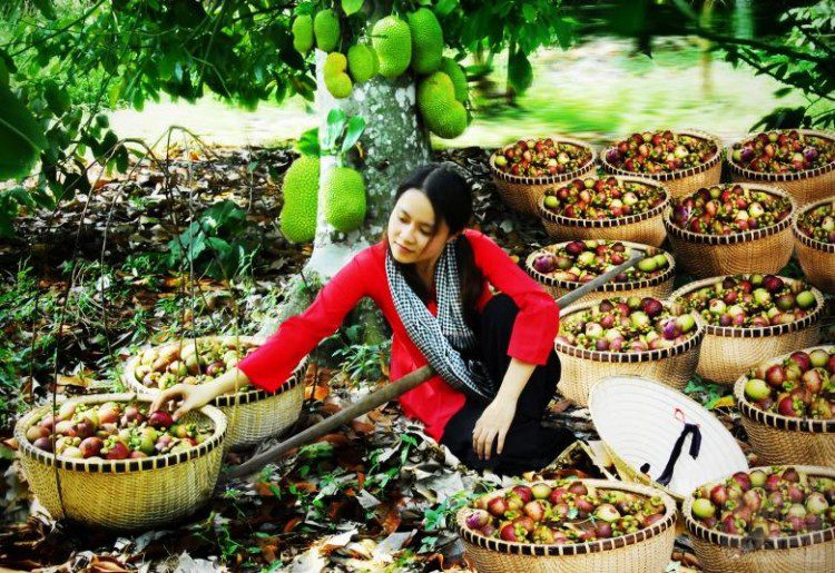 Hè về đưa nhau đi khám phá các miệt vườn 10 miet vuon 4 1 e1464580821471