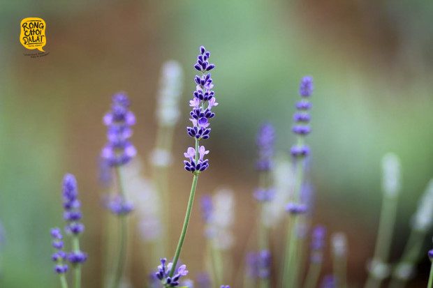 Hiện nay Lavender là một loài hoa rất đẹp và có nhiều tác dụng. Tại đây hoa được trồng để kinh doanh, và sắp tới sẽ mở cửa phục vụ nhu cầu tham quan cho khách du lịch thập phương. Ảnh: Tiến Đà Lạt