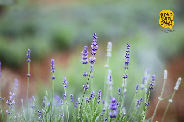 Hoa Lavender nở rộ thành cánh đồng hình cầu vồng ở Đà Lạt. Ảnh: Tiến Đà Lạt