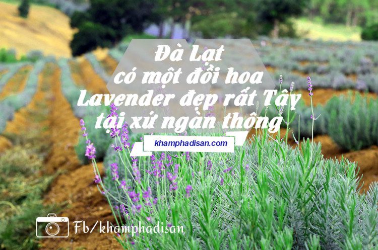 Đà Lạt - có một đồi hoa Lavender đẹp rất Tây tại xứ ngàn thông 8 lavender 55 e1465521656783