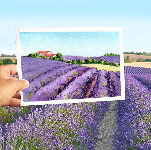 Cánh đồng hoa oải hương ở Provence (Pháp) khi vào mùa.