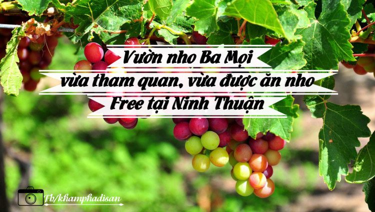 Vườn nho Ba Mọi - vừa tham quan, vừa được ăn nho Free tại Ninh Thuận 11 vuon nho ba moi 10 e1467171190220