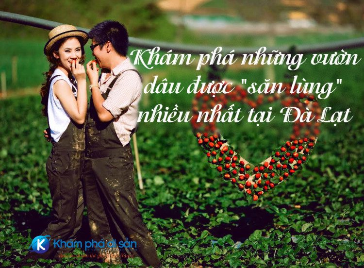 Khám phá những vườn dâu được "săn lùng" nhiều nhất tại Đà Lạt 20 kham pha nhung vuon nho tai da lat 10 e1469767398584