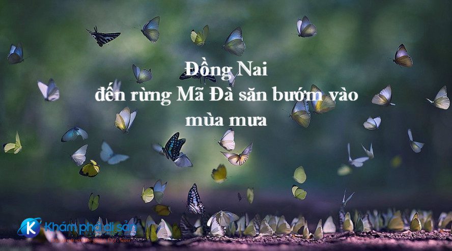 Đồng Nai - đến rừng Mã Đà săn bướm vào mùa mưa 11 san buom dong nai 11 e1468575470968