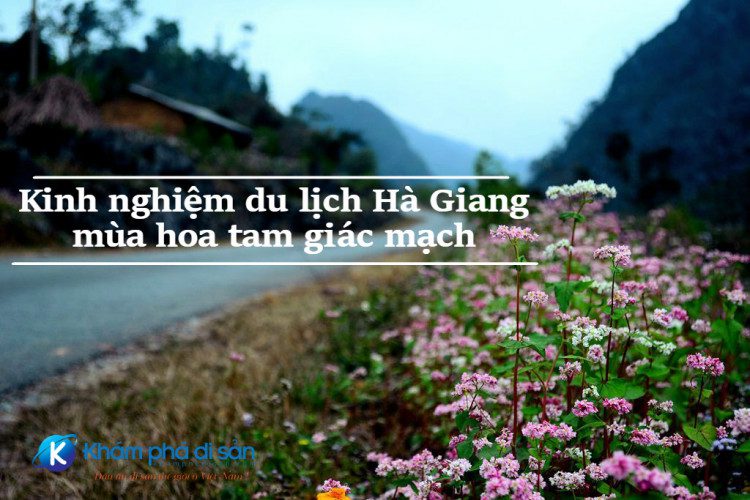 Kinh nghiệm du lịch Hà Giang - mùa hoa tam giác mạch 19 kinh nghiem du lich mua hoa tam giac mach ha giang kpds 12 e1474362956713