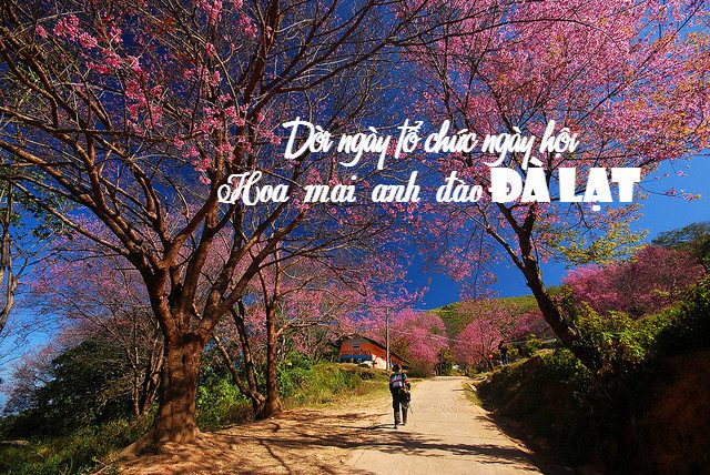 doi ngay to chuc ngay hoi hoa mai anh dao