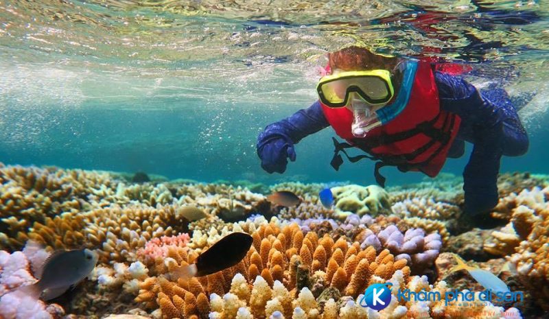 Great Barrier Reef kham pha di san 1 e1540865896291
