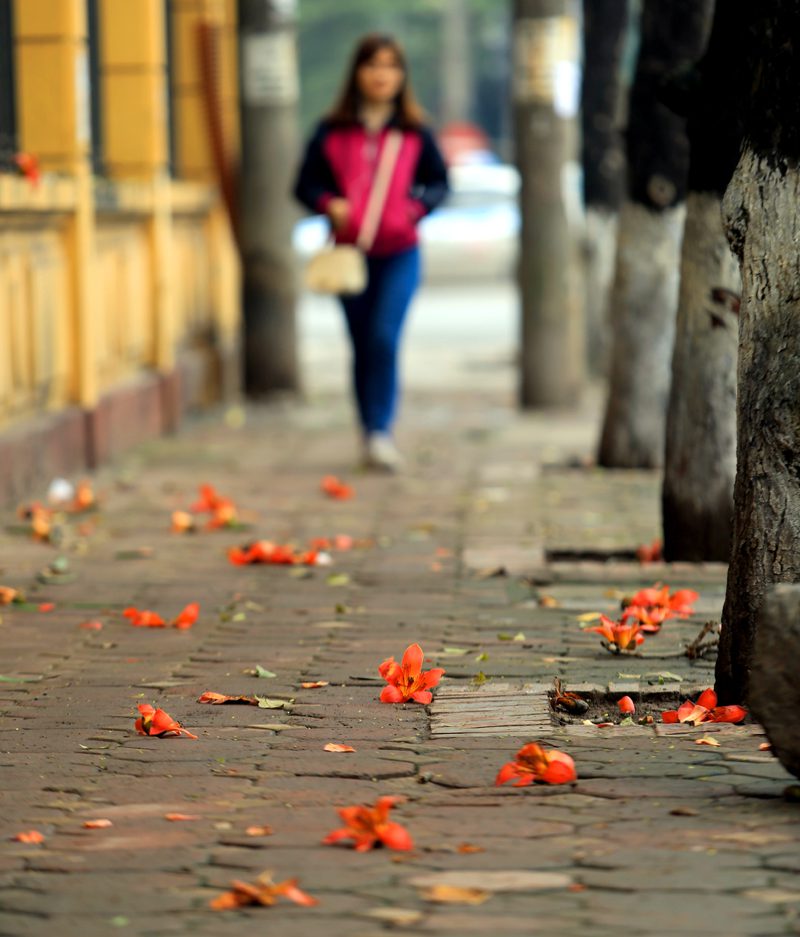 ha noi thang ba hoa gao do 41968 8