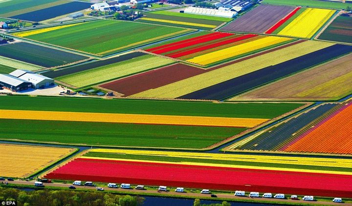 cánh đồng hoa tulip đa màu sắc đẹp hơn tranh ở Hà Lan